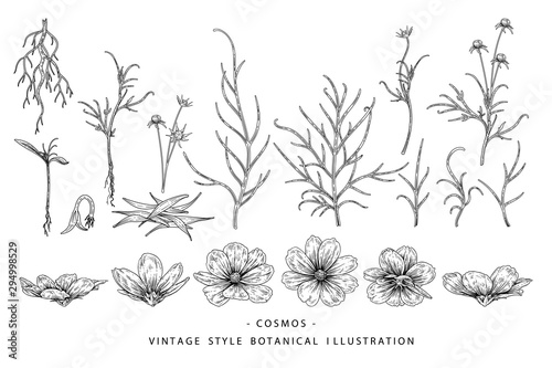 Sketch Floral Botany Collection. Cosmos flower, Seed and Leaf drawings. Black and white with line art on white backgrounds. Hand Drawn Botanical Illustrations.Nature Vector.