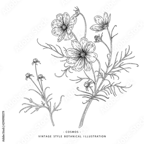 Sketch Floral Botany Collection. Cosmos flower drawings. Black and white with line art on white backgrounds. Hand Drawn Botanical Illustrations.Nature Vector.