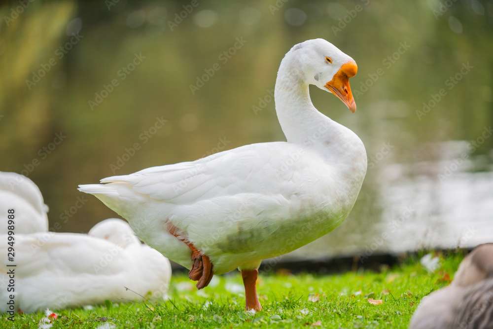 Focus on relaxed wild birds nipping on a leg Focus on relaxed wild birds nipping on a leg
