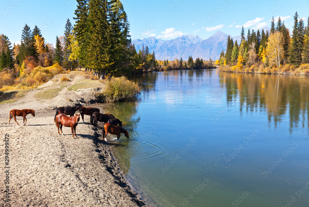Rural landscape with horses at a watering hole at the Irkut River at an autumn day. Eastern Sayan Mountains in the distance. Siberia, Buryatia, Tunka valley, Kyren, Arshan, Nugan village - obrazy, fototapety, plakaty 