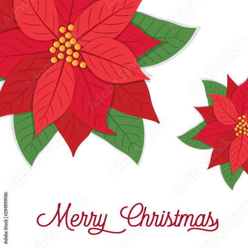 Christmas card with poinsettias design, vector illustration