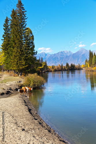 Rural landscape with calves by the river Irkut in autumn sunny day. Eastern Sayan Mountains in the distance. Siberia, Buryatia, Tunka valley, Kyren, Arshan, Nugan photo