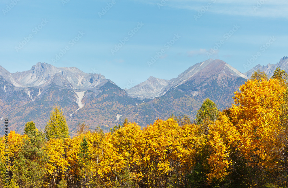 Yellowed aspen and birch trees against the backdrop of the East Sayan Mountains on a sunny autumn day. Natural bright background