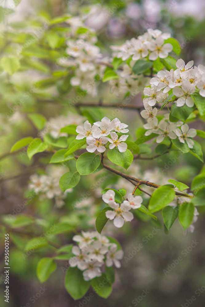 blooming apple tree in spring