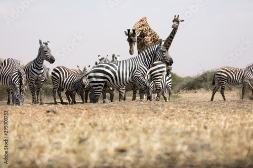 Animals gather at a waterhole - Africa
