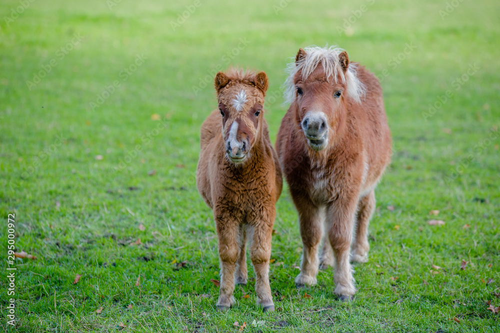 Fototapeta premium Shetland pony with Foal