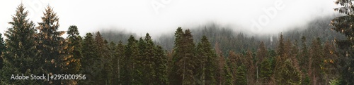 Panorama Forested mountain slope in low lying cloud with the evergreen conifers with telecabin passing shrouded in mist in a scenic landscape view
