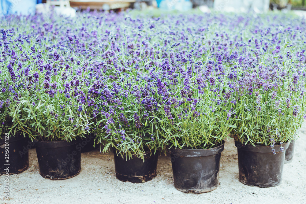 Many lavender in pots in flower shop. Fresh lavender at the market, flower shop Many lavender in pots in flower shop. Fresh lavender at the market, flower shop