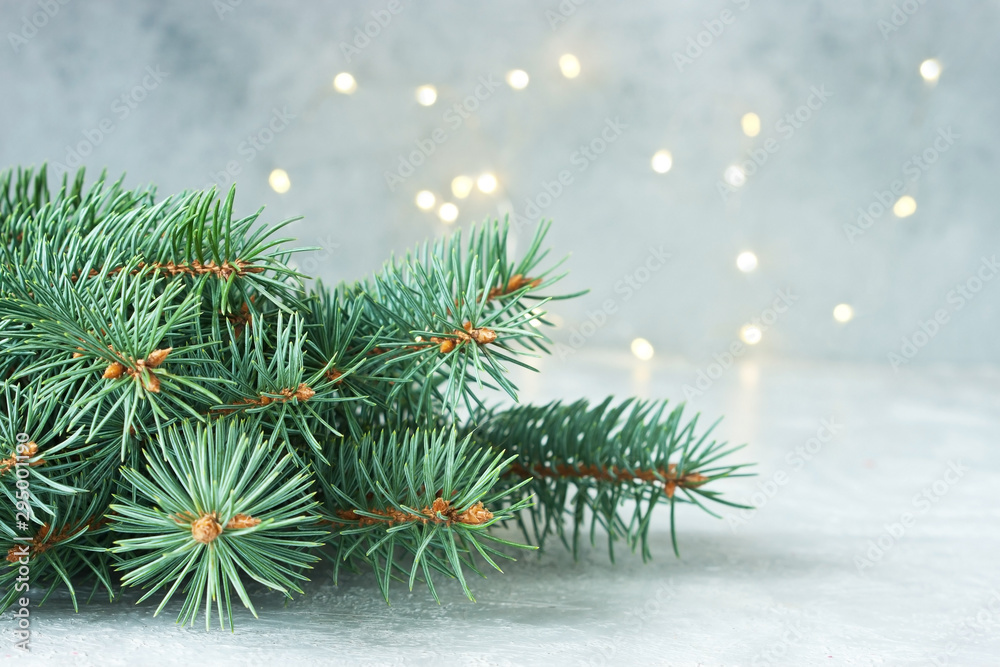 Fir tree branches on gray background
