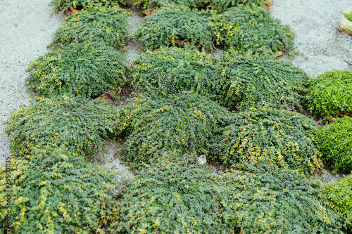 Canvas Print Thymus serpyllum, Breckland wild or elfin thyme in flower market