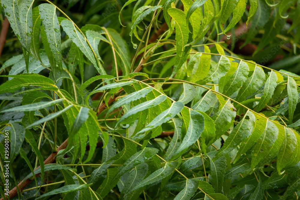 Neem Tree Azadirachta Indica Leaves With Water Drops From Rain Stock Photo Adobe Stock
