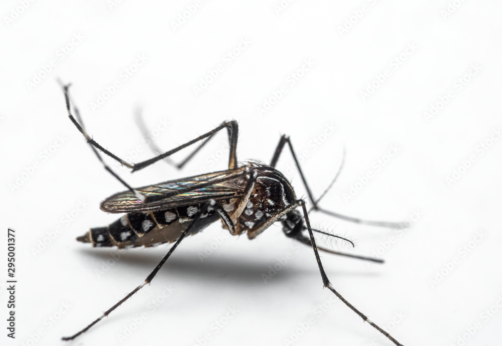 Macro Photo of Yellow Fever Mosquito Isolated on White Background Macro Photo of Yellow Fever Mosquito Isolated on White Background