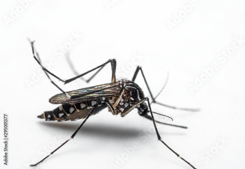 Macro Photo of Yellow Fever Mosquito Isolated on White Background