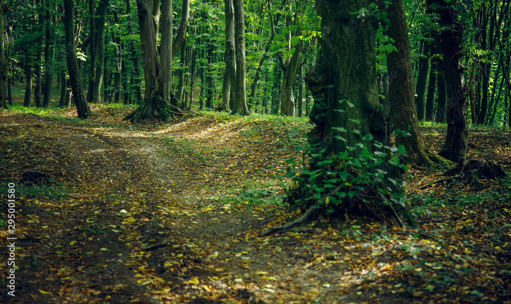 Obraz premium early autumn park in September scenic landscape view of lonely ground trail with falling leaves cover 