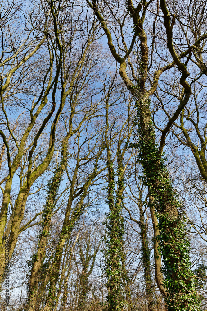 Obraz premium Stieleichenwald im Herbst