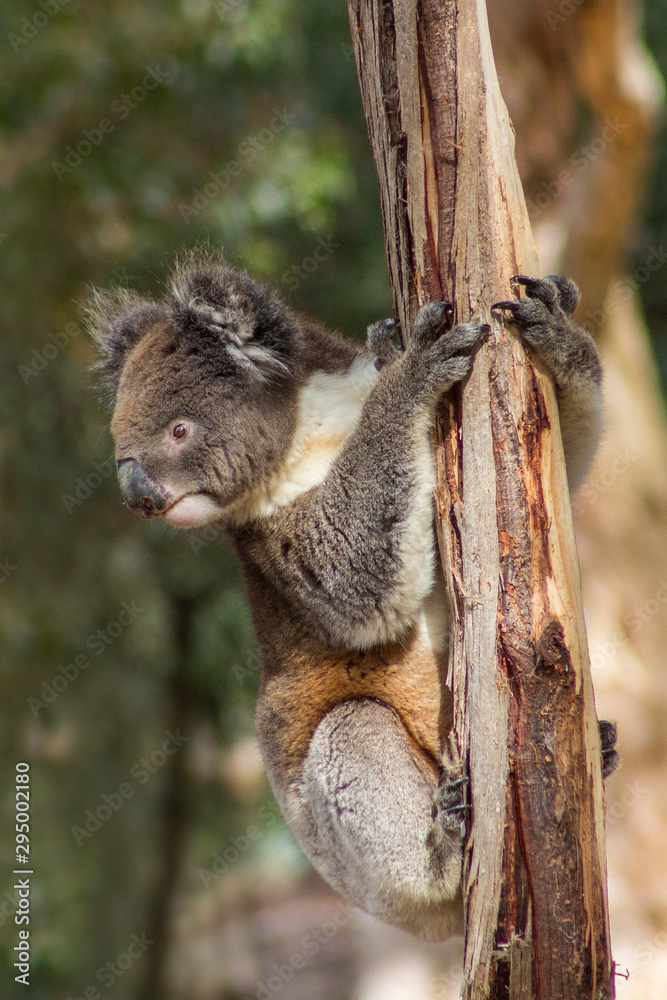 Fototapeta premium Koala Hugs