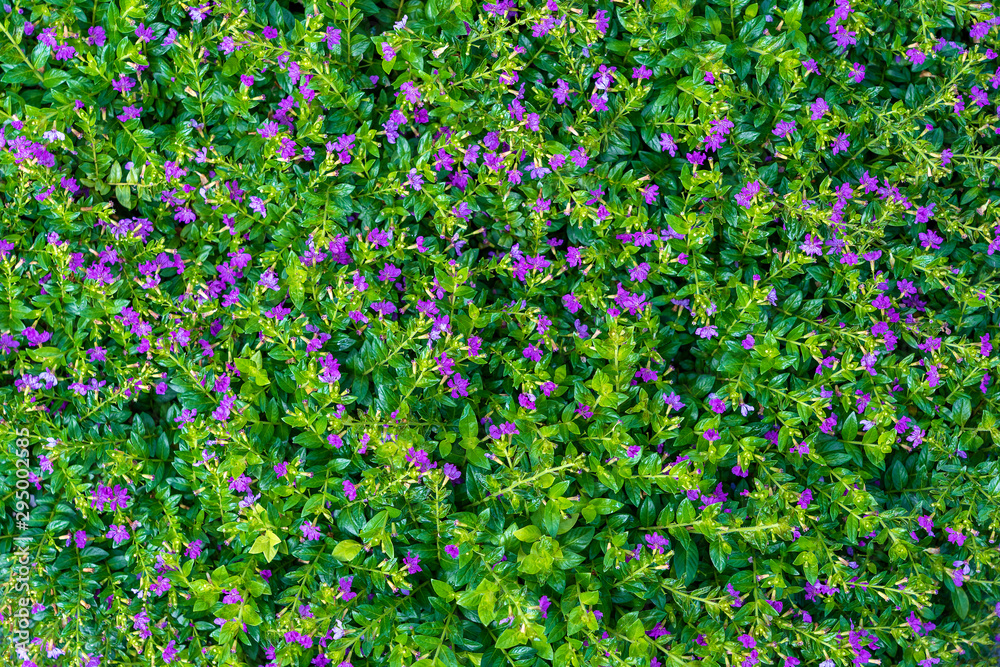 Beautiful purple flowers and green leaves in a tropical garden, closeup . Island Bali, Indonesia