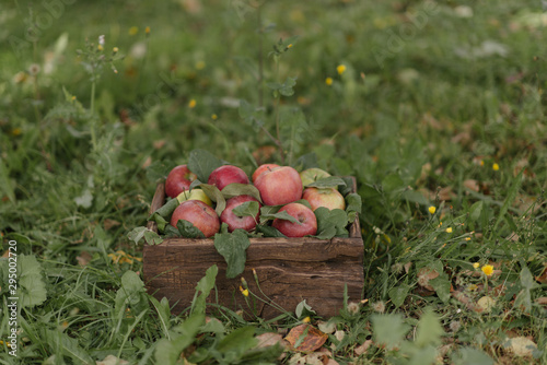 Ripe red apples in wooden box