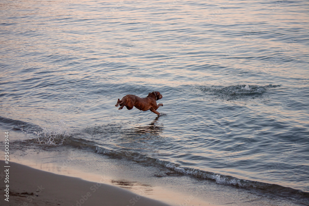 dog playing and jumping into the water dog playing and jumping into the water