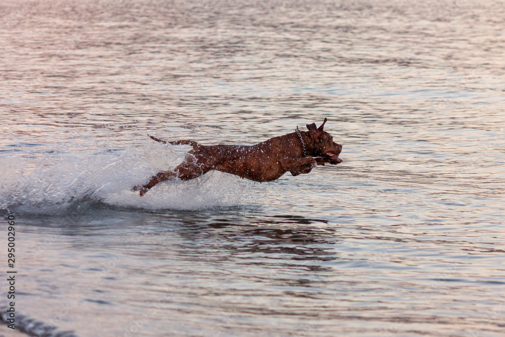 Fototapeta premium dog playing and jumping into the water