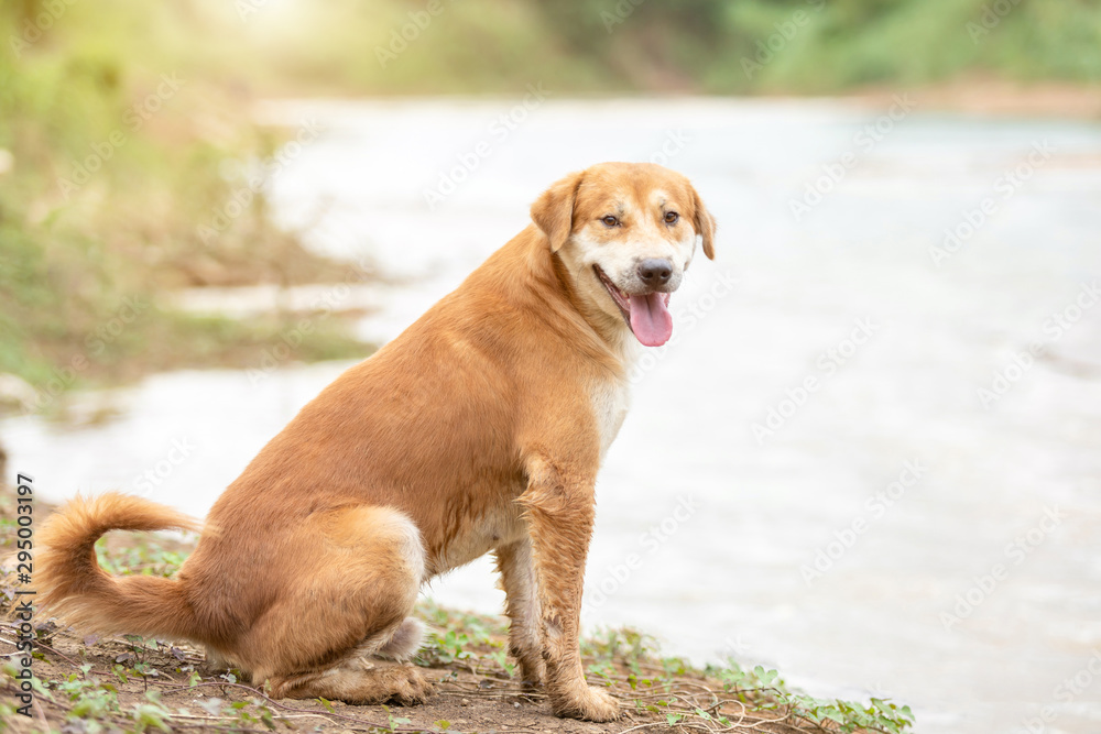 Brown dog (pure breeds or Thai breeds) sitting near the river Brown dog (pure breeds or Thai breeds) sitting near the river