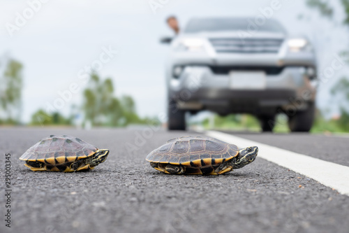 Fototapeta Naklejka Na Ścianę i Meble -  Driver stop the car to let turtle walking on the road. Safety and be careful driving concept