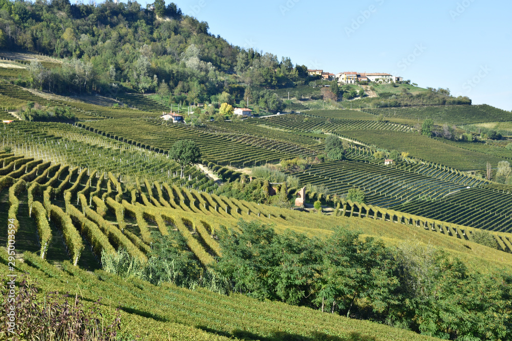 Langhe vineyards panorama