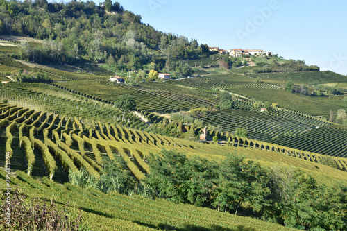 Fototapeta Naklejka Na Ścianę i Meble -  Langhe vineyards panorama