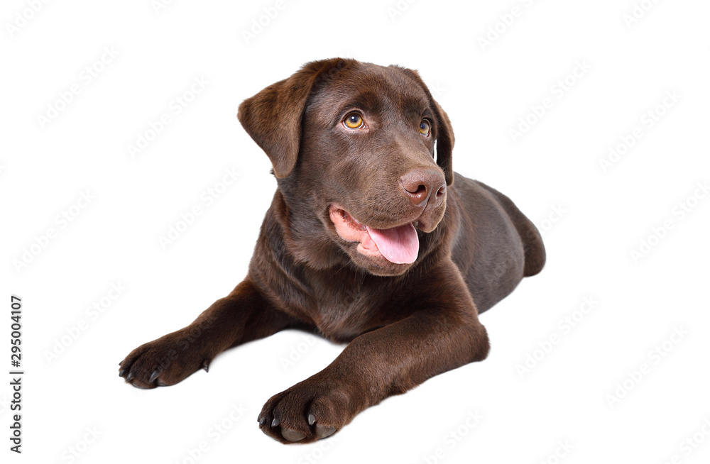 Cute Labrador puppy isolated on white background