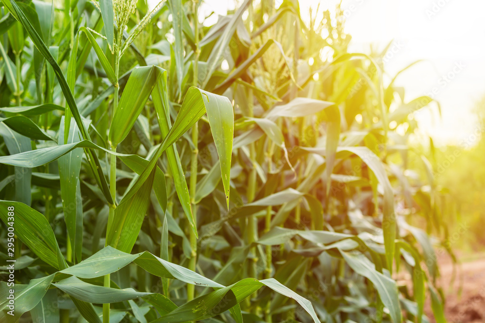 Fototapeta premium Green corn field, Row of corn plantation in Thailand