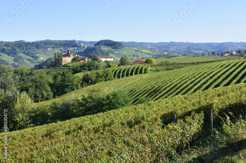 Langhe vineyards panorama