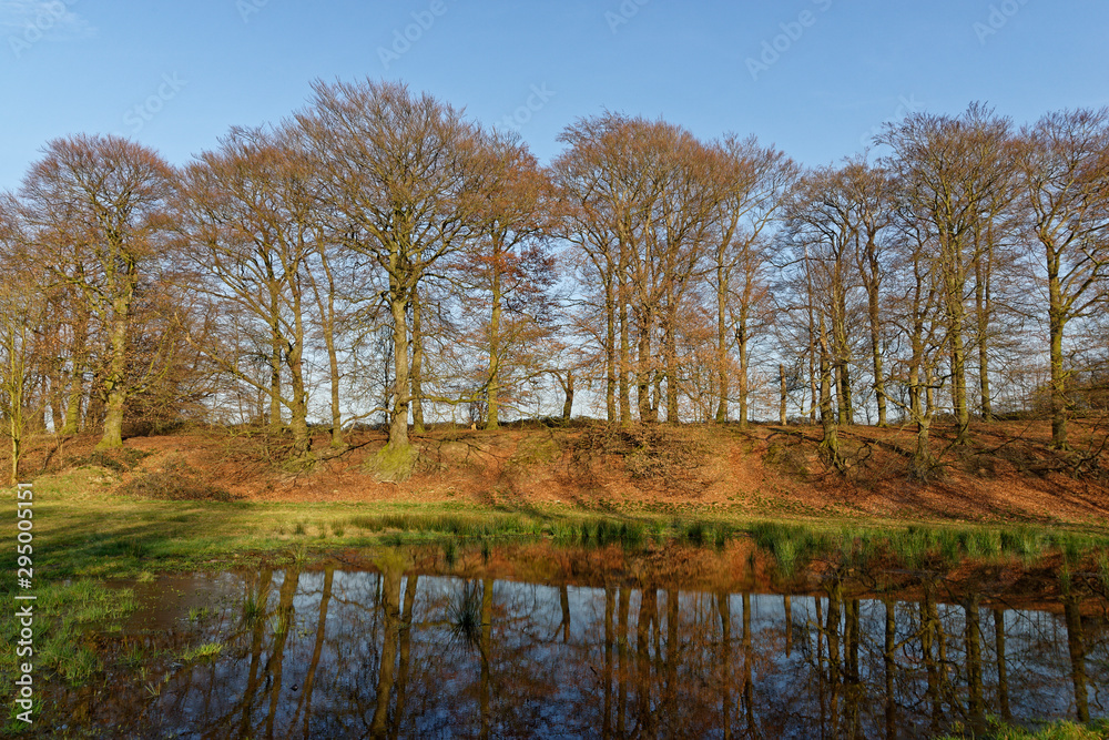Rotbuchenwald im Herbst Rotbuchenwald im Herbst