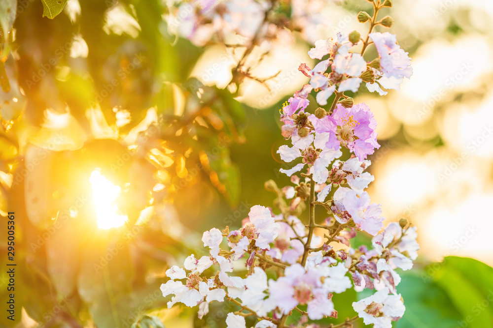 Macro flower of Queen's Flower tree or Lagerstroemia speciosa (Inthanin in Thai name)