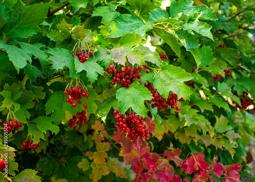 A branch of red viburnum grows in the garden in the fall. Harvesting. Useful berries used in medicine. Tasty tea with viburnum.. photo