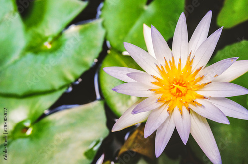 water lily in pond