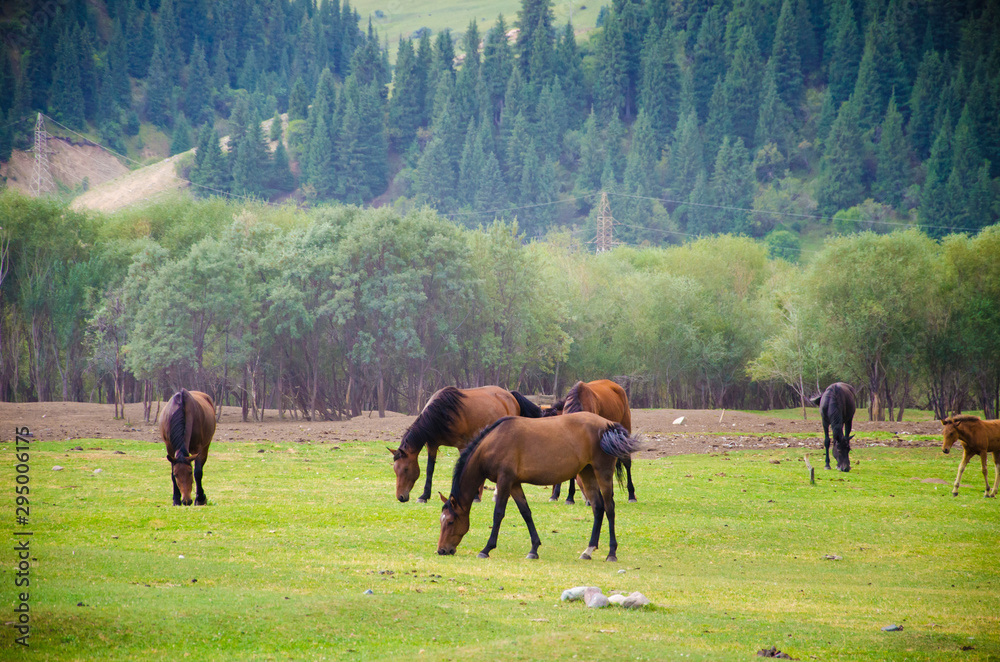 horses in the field