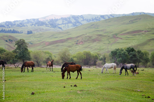 herd of horses grazing in meadow © Ульяна Орендовская