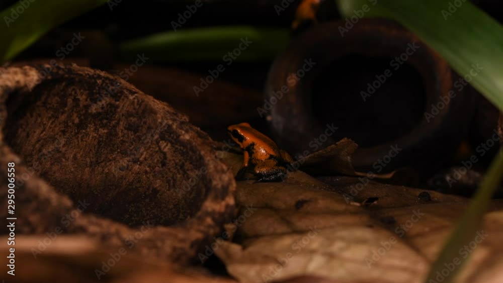 Macro Video Of Young Golden Poison Frogs Looking For Food On The Macro Video Of Young Golden Poison Frogs Looking For Food On The