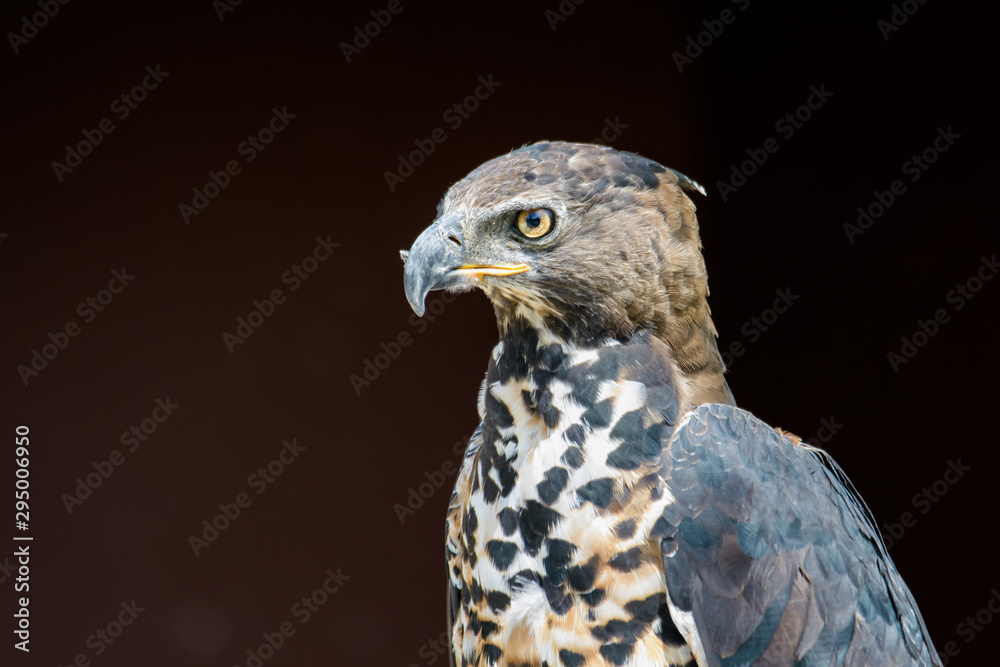 Fototapeta premium Closeup portrait of an african crowned eagle
