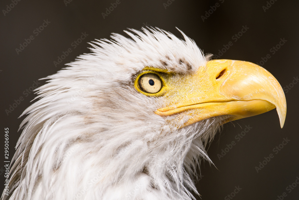Closeup portrait of a bald eagle