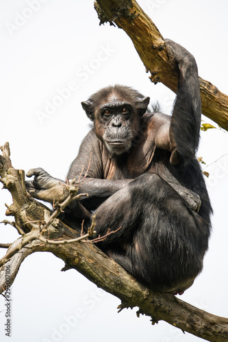 Chimpanzee sitting in a tree