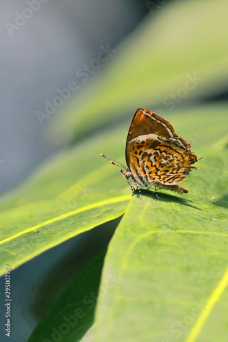 rathinda amor or monkey puzzle butterfly, rathinda genus in the family lycaenidae. the monkey puzzle butterfly found in india and sri-lanka photo