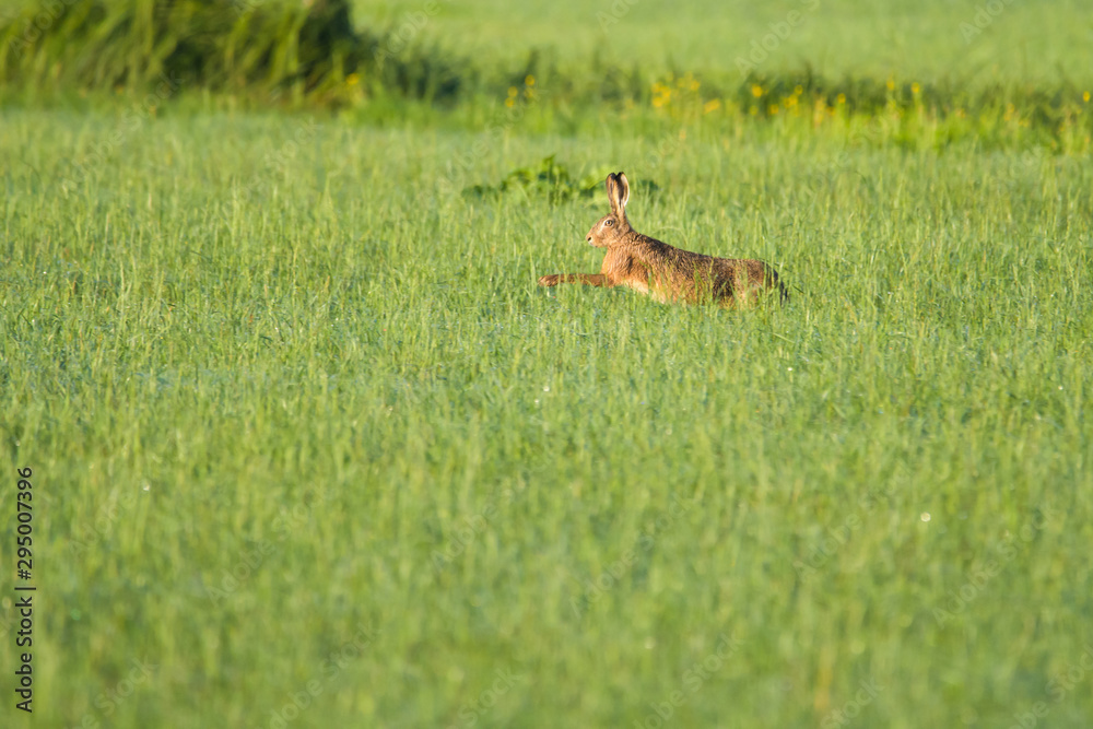 European hare running in a meadow European hare running in a meadow