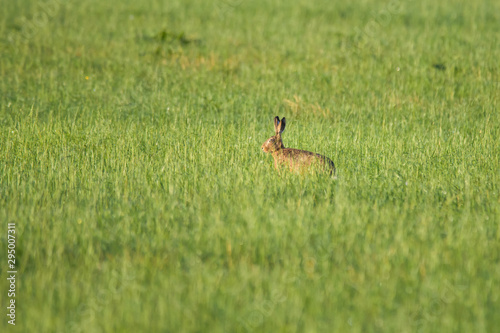 Fototapeta Naklejka Na Ścianę i Meble -  European hare running in a meadow