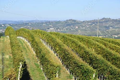 Langhe vineyards panorama famous for Italian wine production.