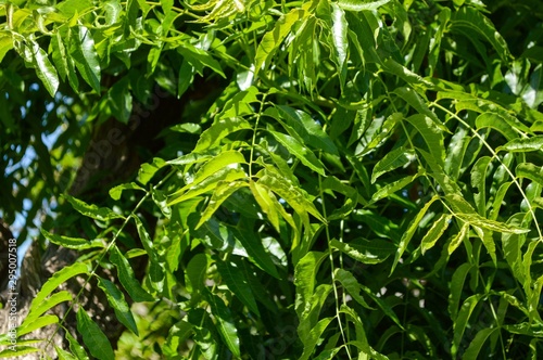 fresh green Azadirachta indica leaf in nature garden