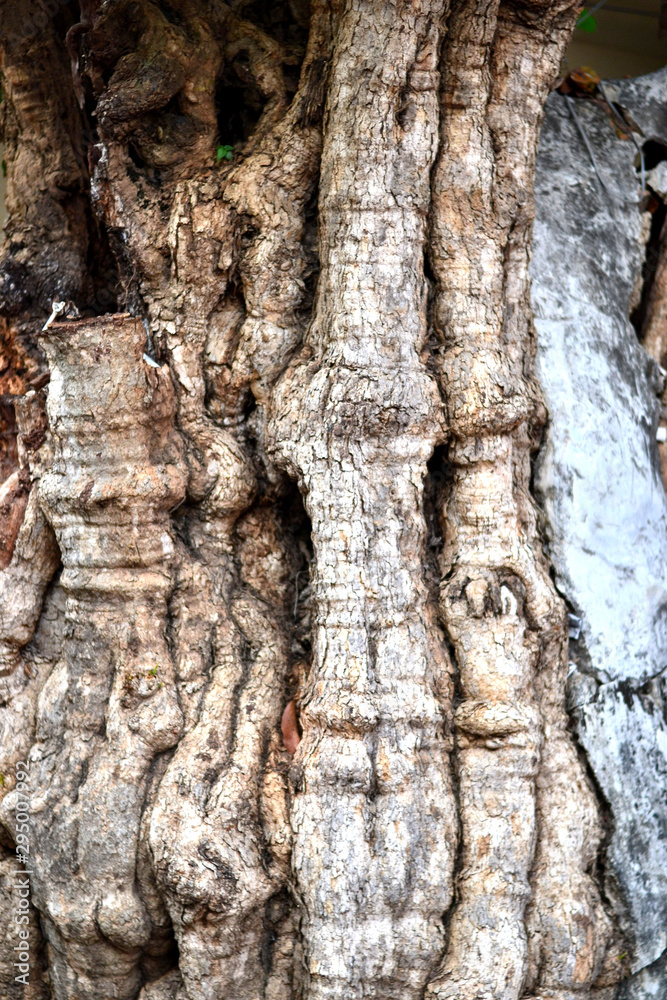 Wood from the tree trunk Wood from the tree trunk