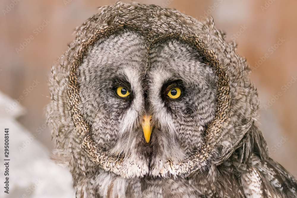Closeup portrait of a great gray owl Closeup portrait of a great gray owl