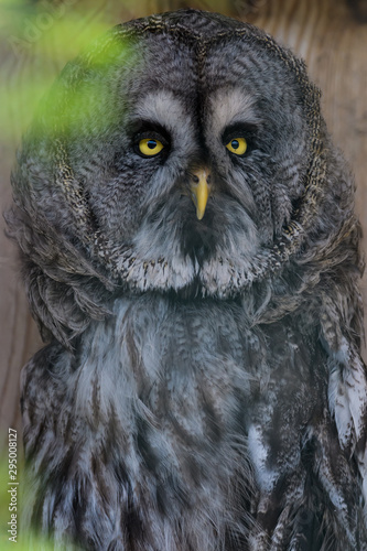Closeup portrait of a great gray owl