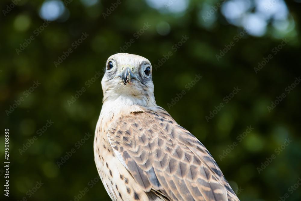 Obraz premium Closeup portrait of a gyr falcon hybrid
